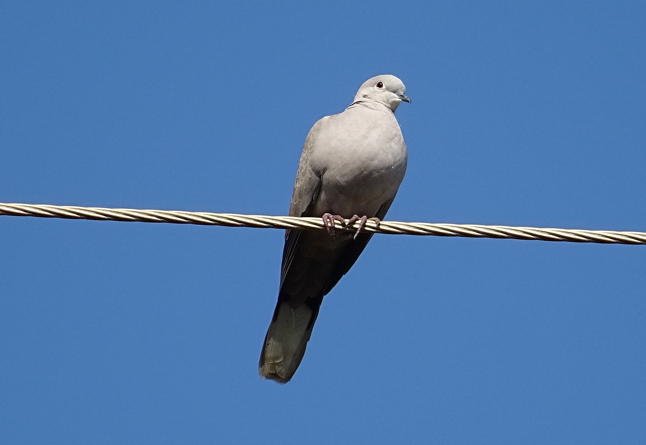 bird dove eurasian collared dove free photo