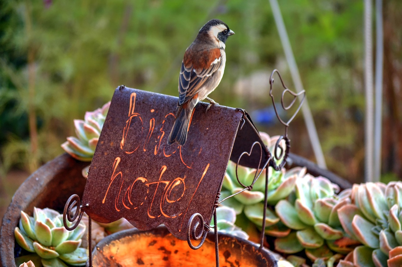 bird garden feeding free photo