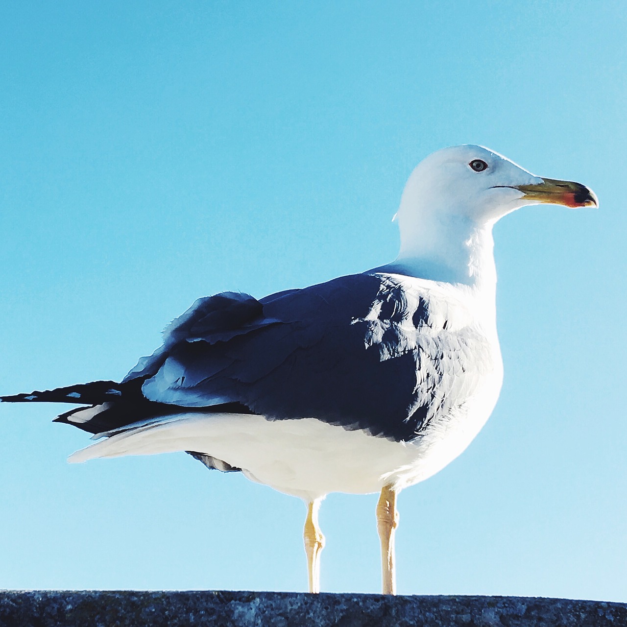 bird seagul sky free photo