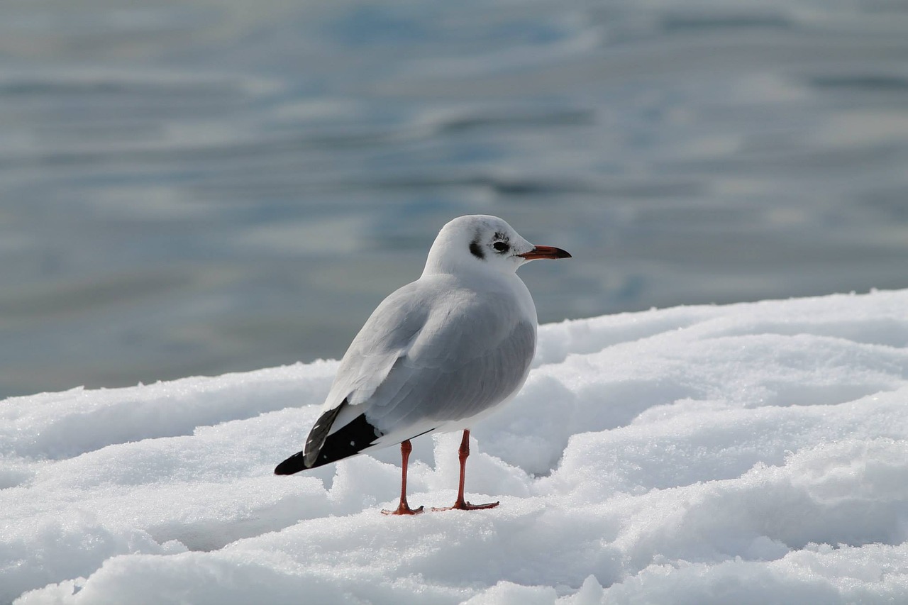 bird snow lamp free photo