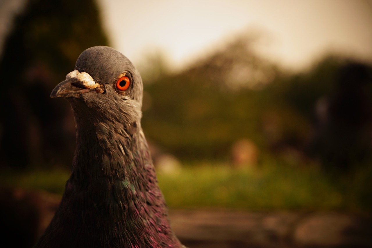 bird dove city pigeon free photo