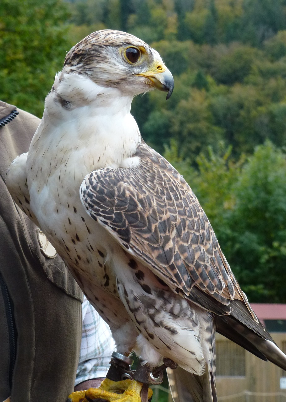 bird raptor falcon free photo