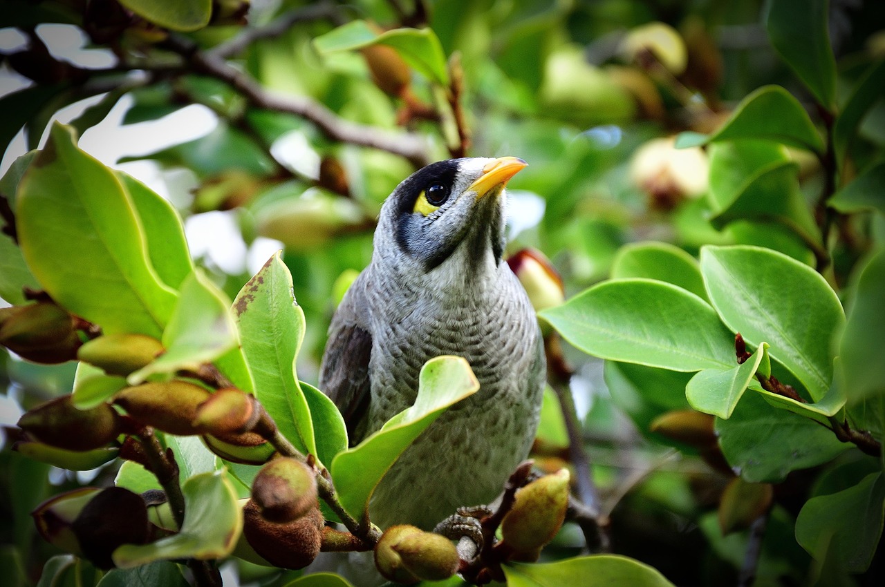 bird toowoomba queensland free photo