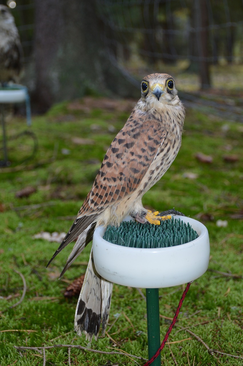 bird predator sitting free photo