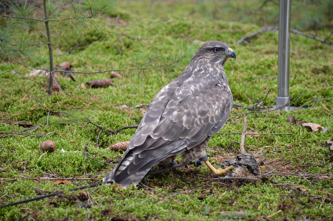 bird predator sitting free photo