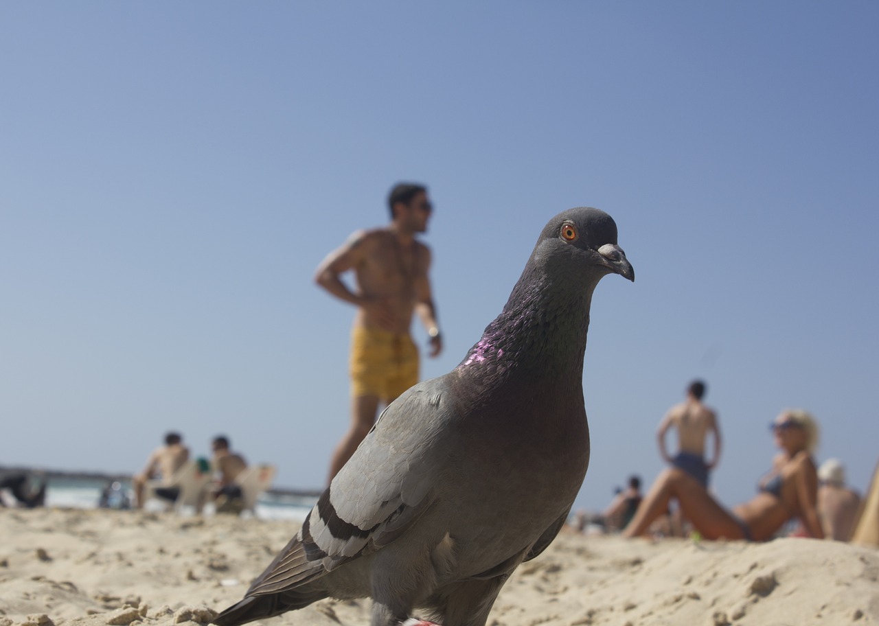 bird beach nature free photo