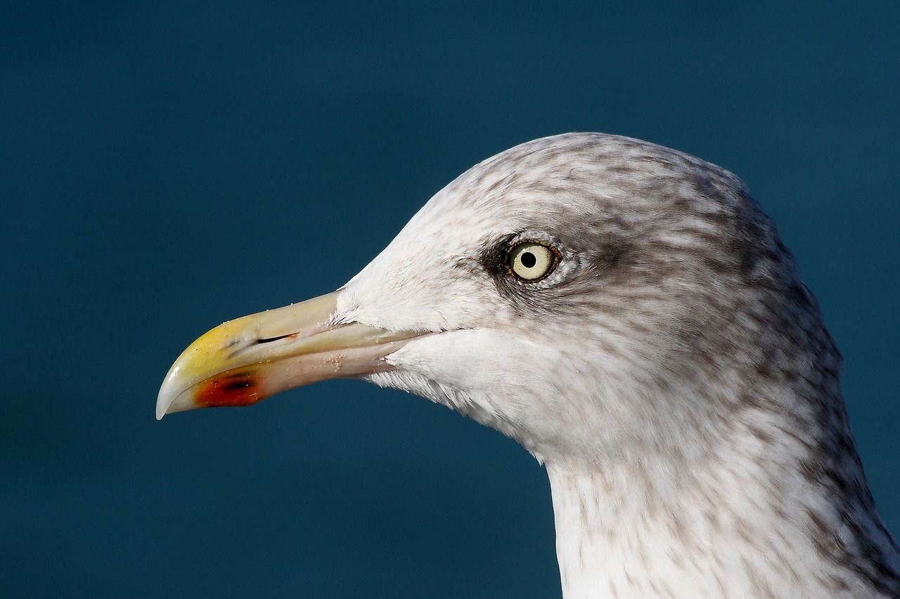 bird sea seagull free photo