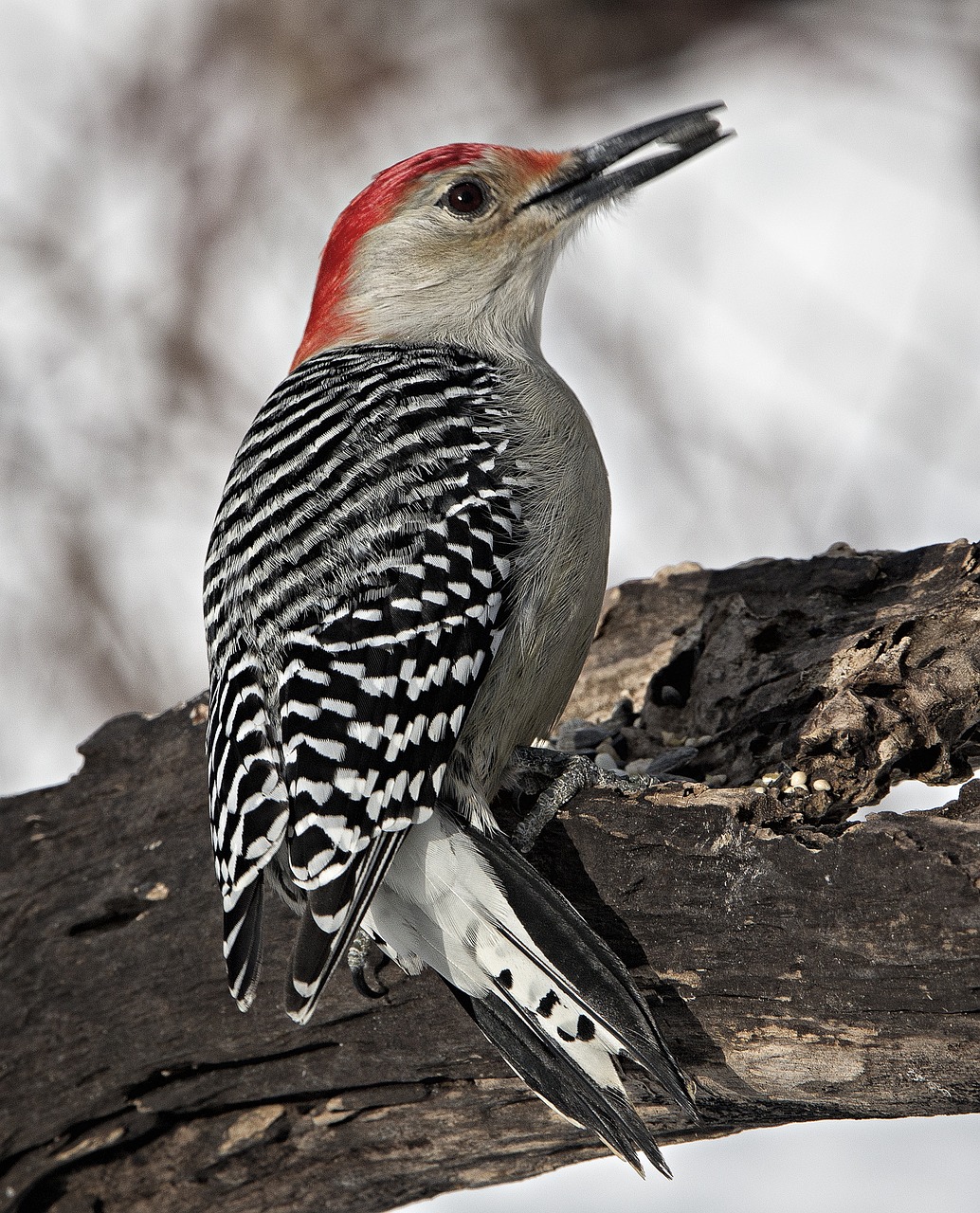 bird nature animal free photo