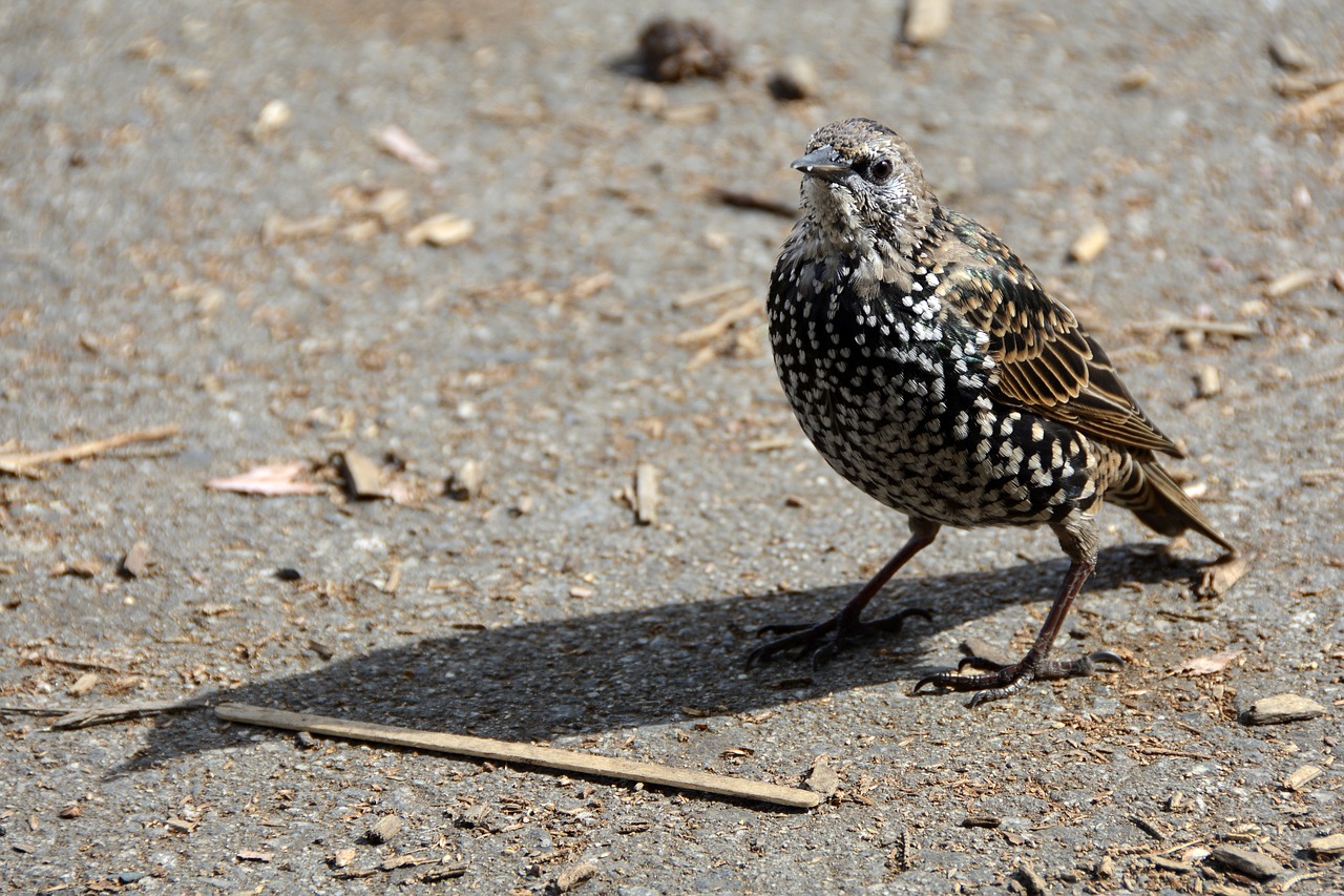 bird star animal free photo