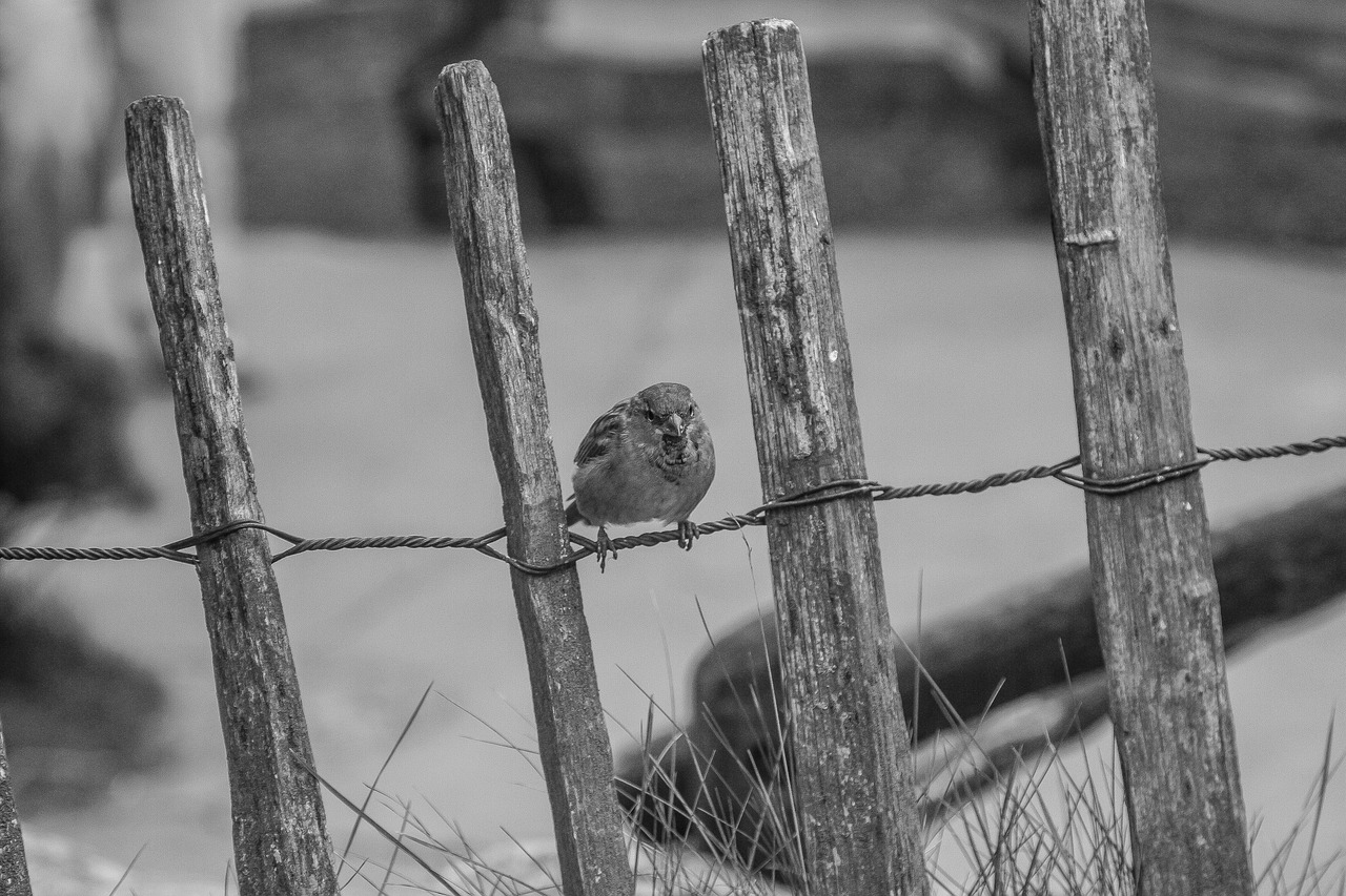 bird sperling house sparrow free photo