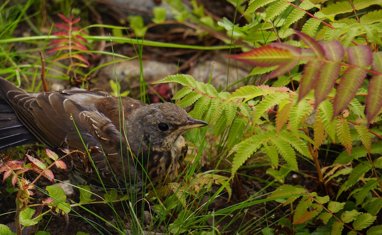 bird thrush camouflages free photo