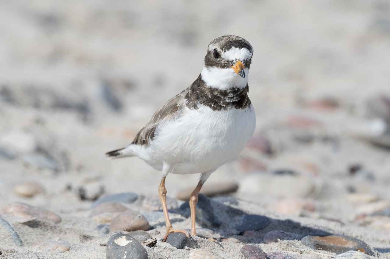 bird plover wader free photo