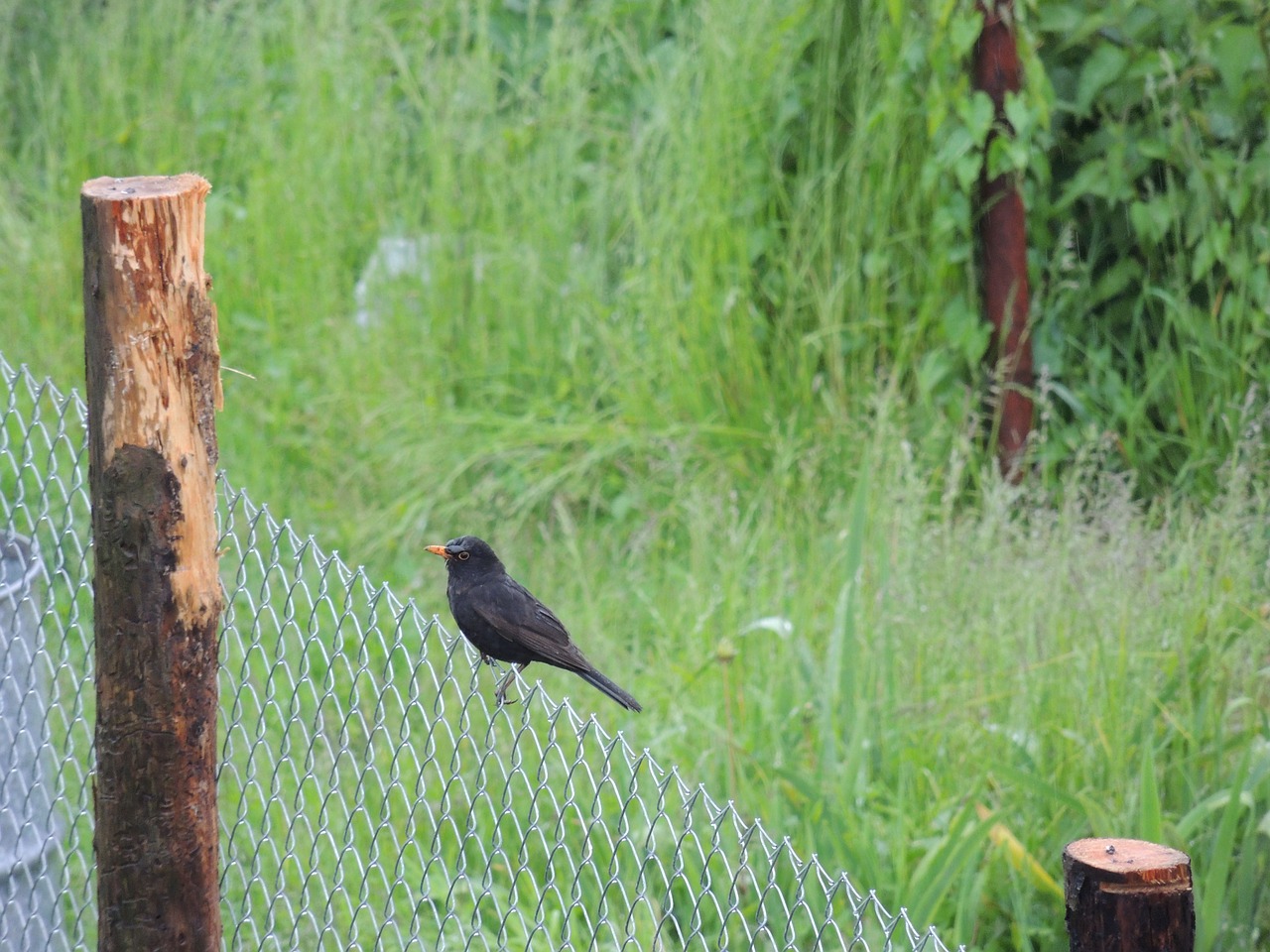 bird fence grass free photo