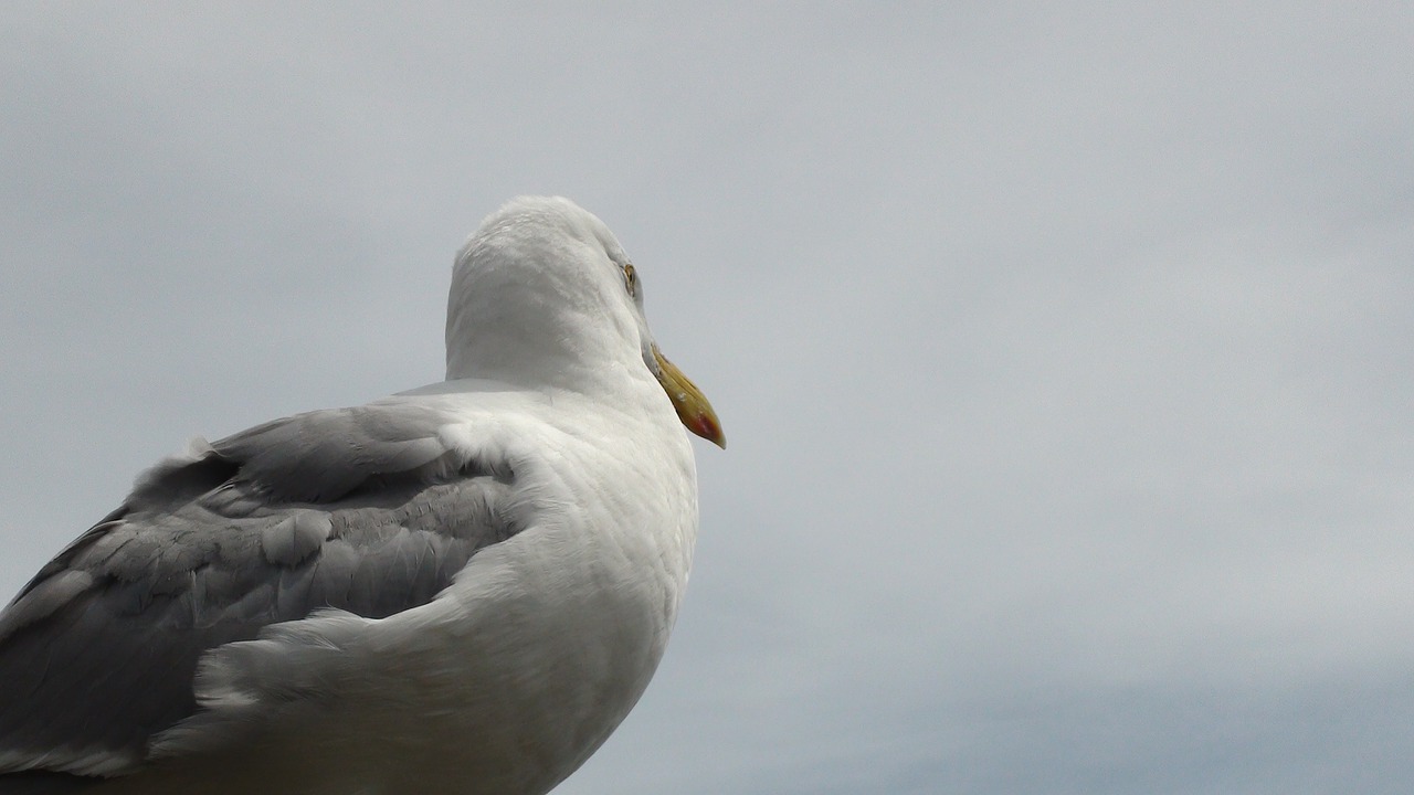 bird seagull ocean free photo