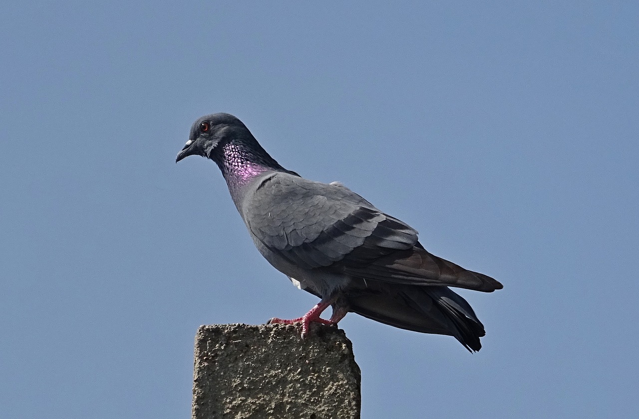 bird rock dove rock pigeon free photo