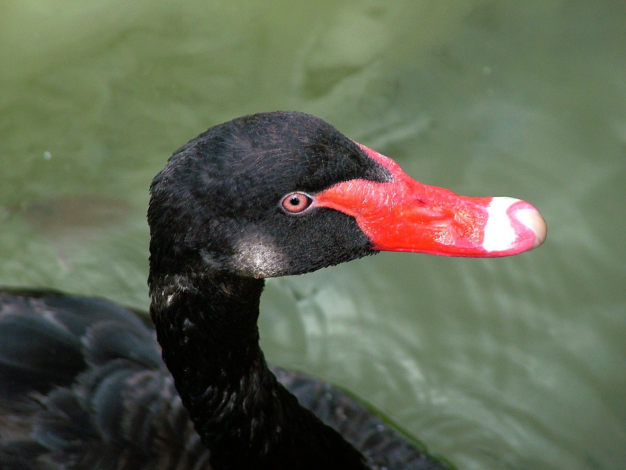 bird mourning swan black free photo