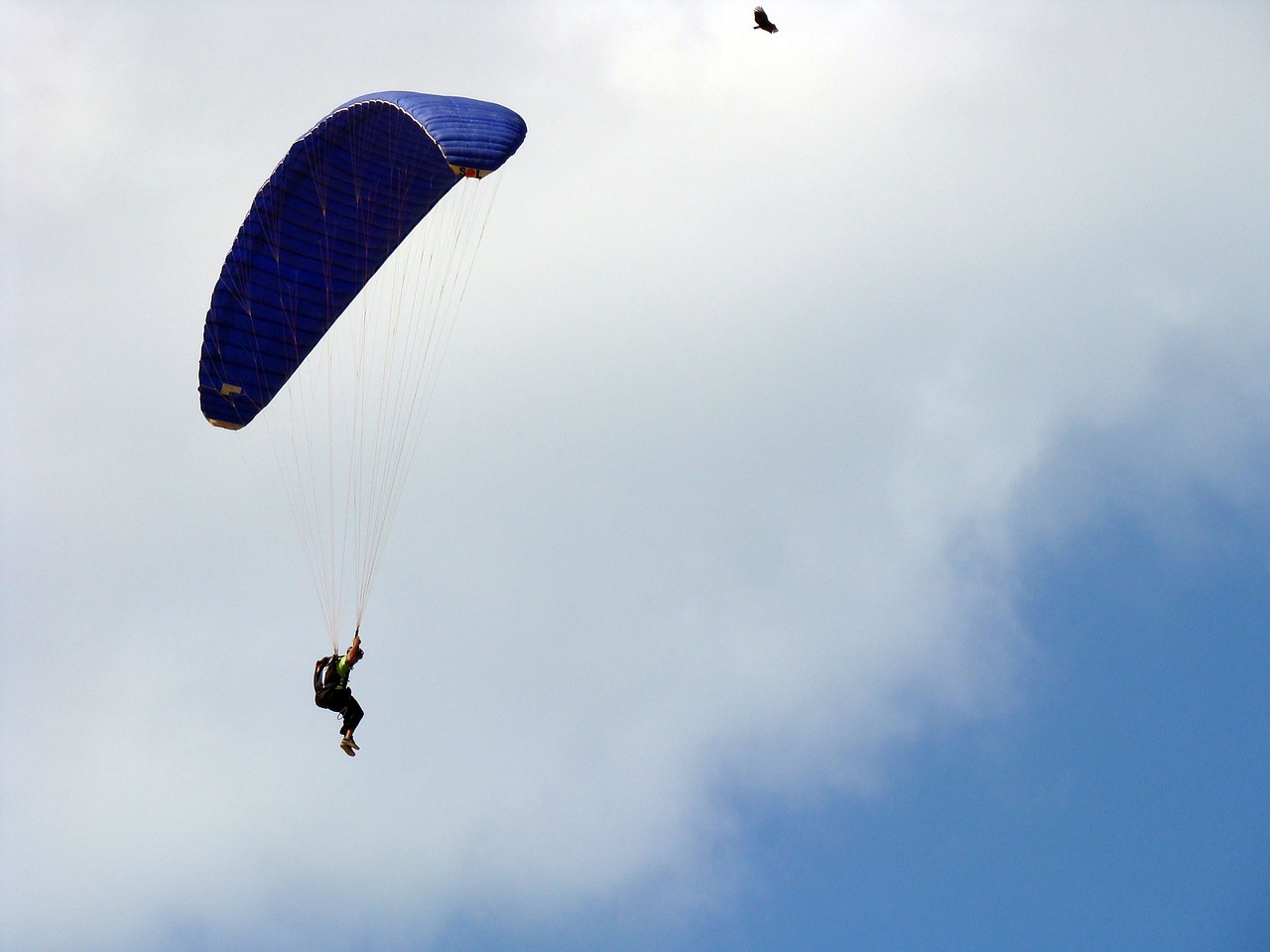 bird parachuting parachute free photo