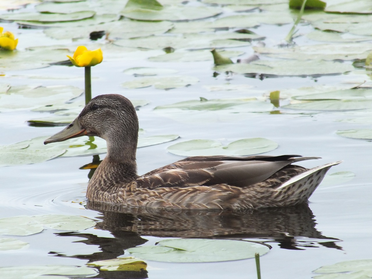 bird duck pond free photo