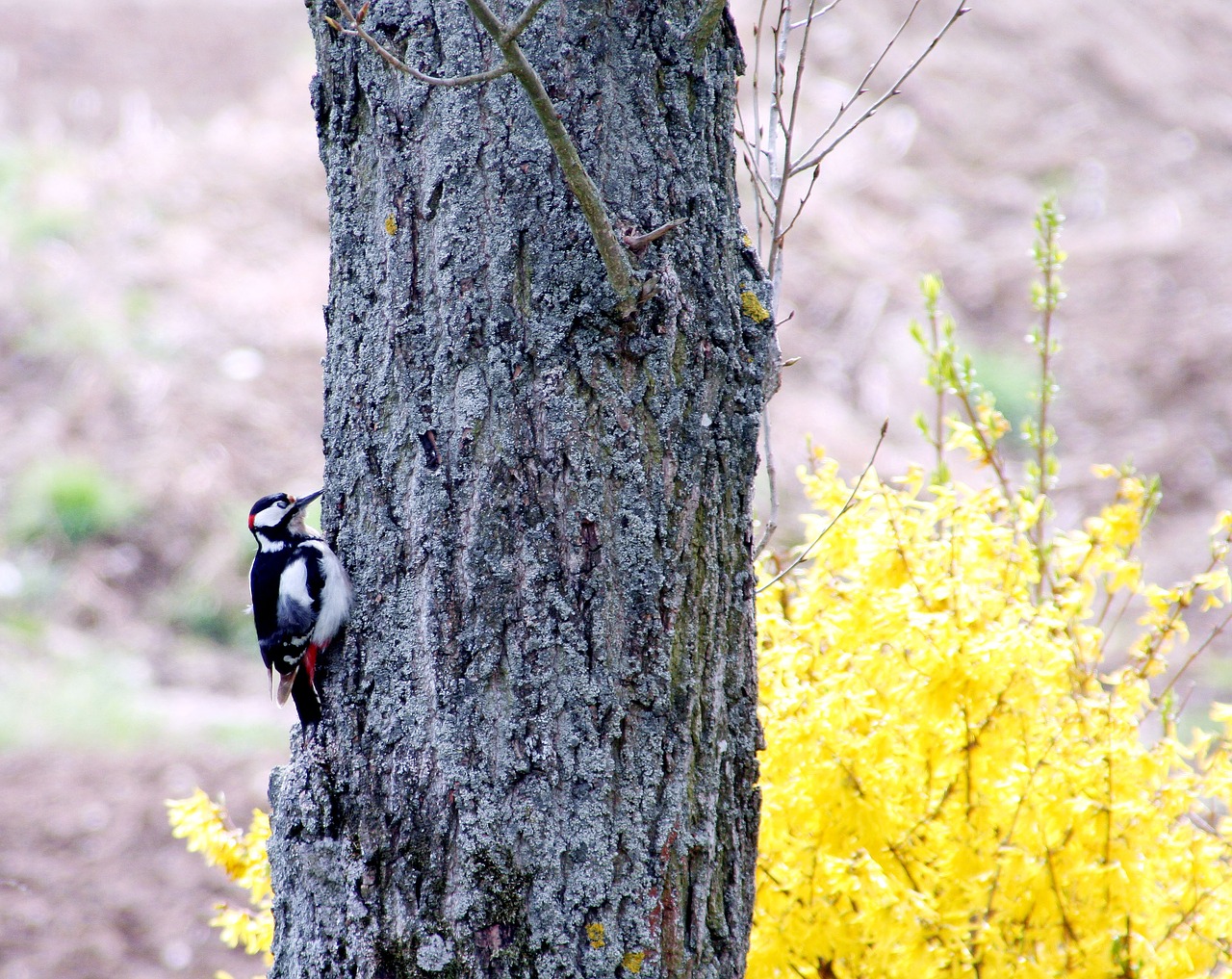 bird great spotted woodpecker nature free photo