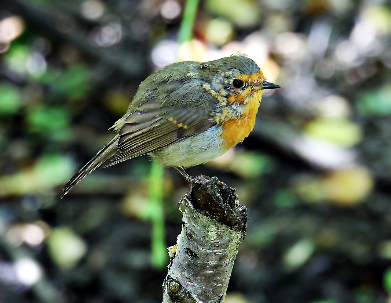 bird birdie branch free photo