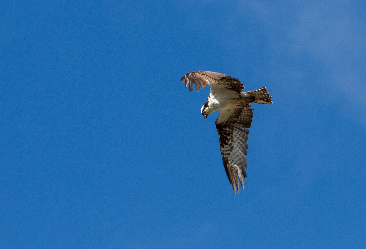 bird osprey flying free photo