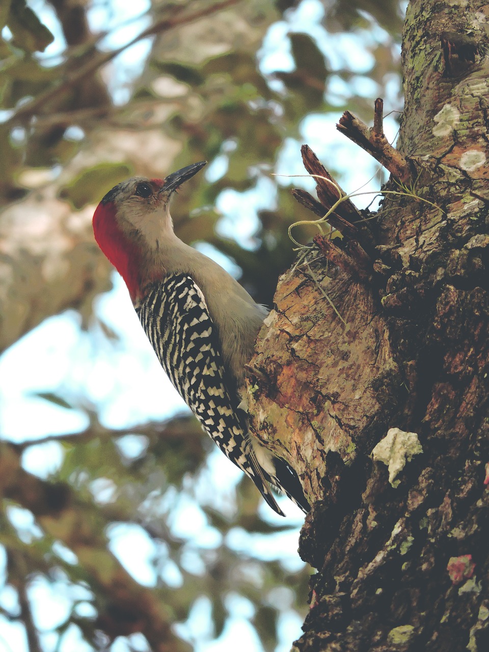 bird woodpecker red free photo