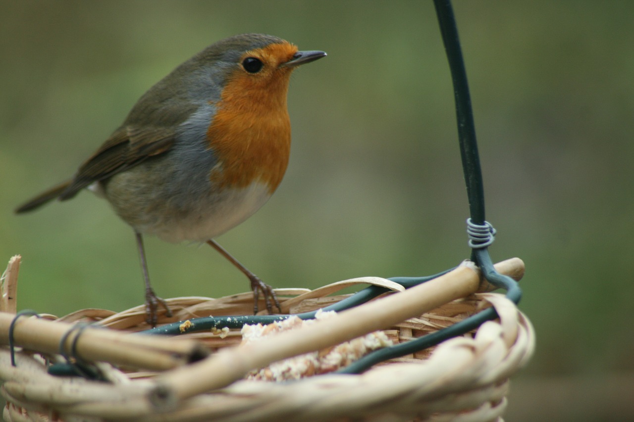 bird robin foraging free photo