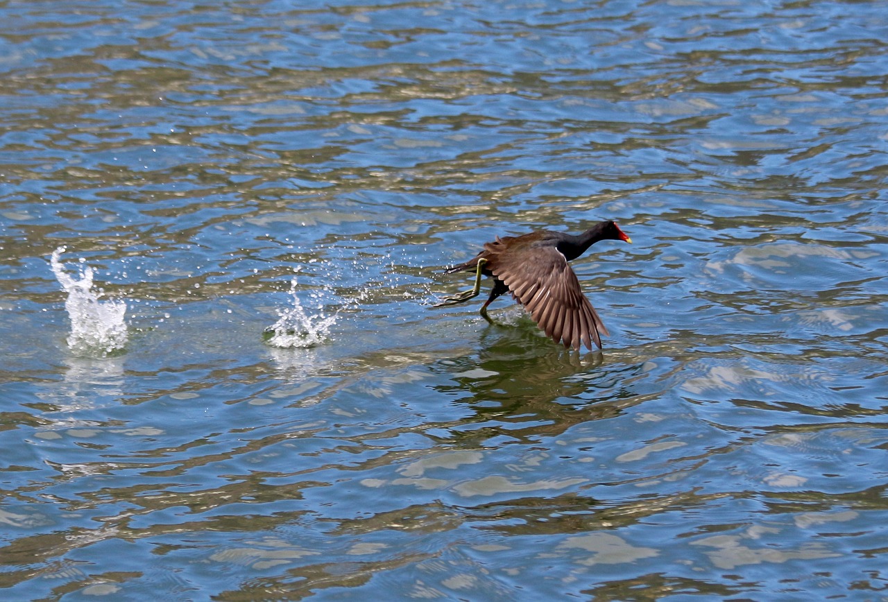 bird tropical birds free pictures free photo