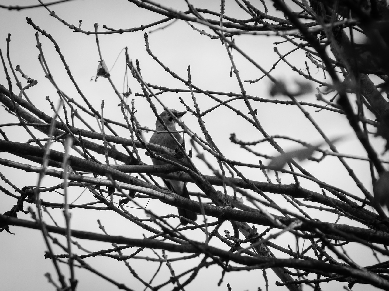 bird branches darkness free photo