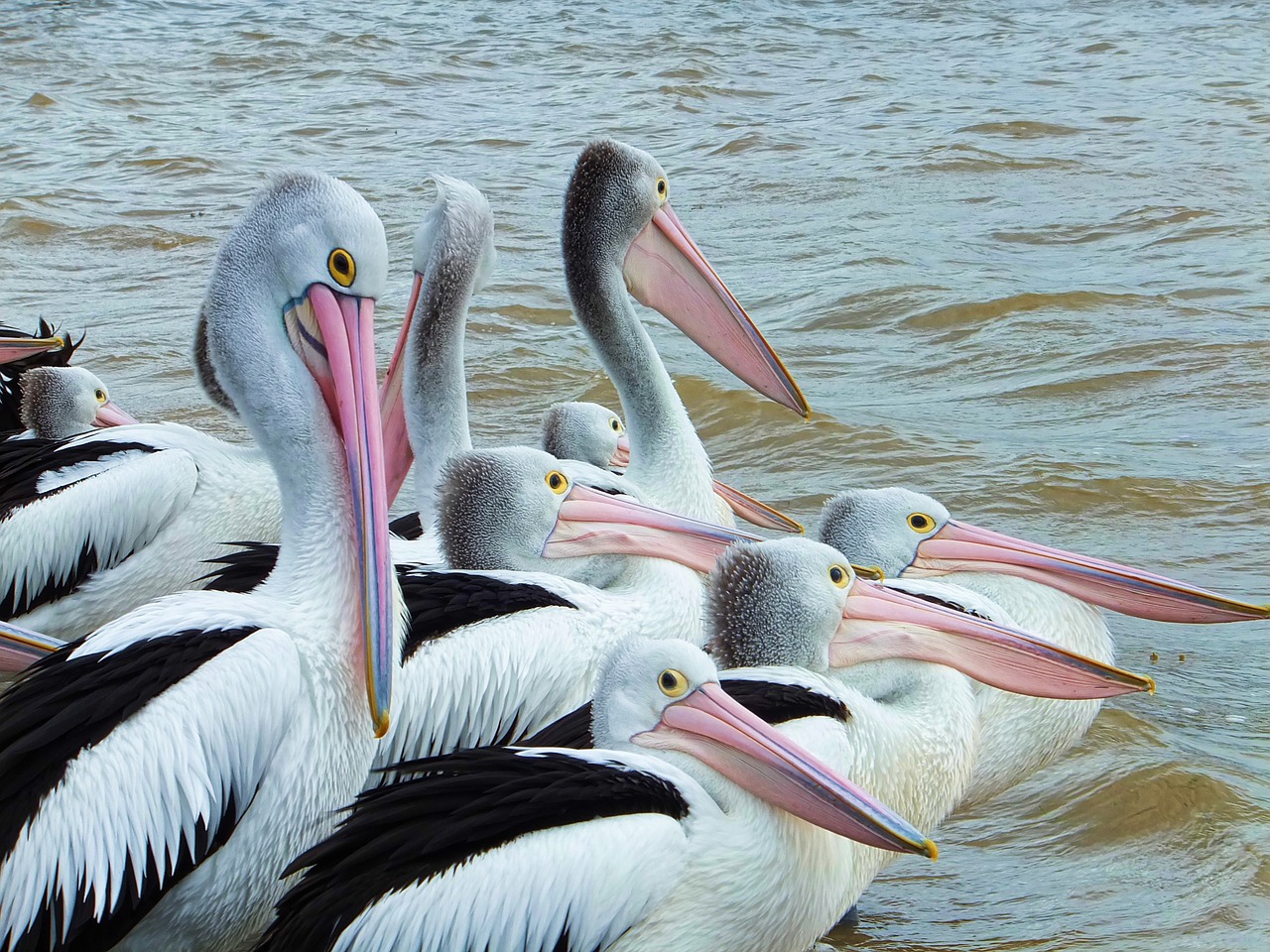 bird pelican seabird free photo