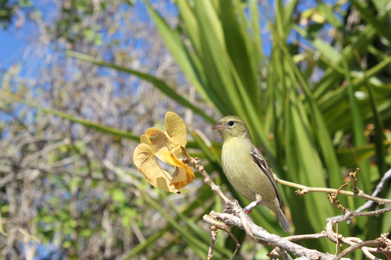 bird green branch free photo