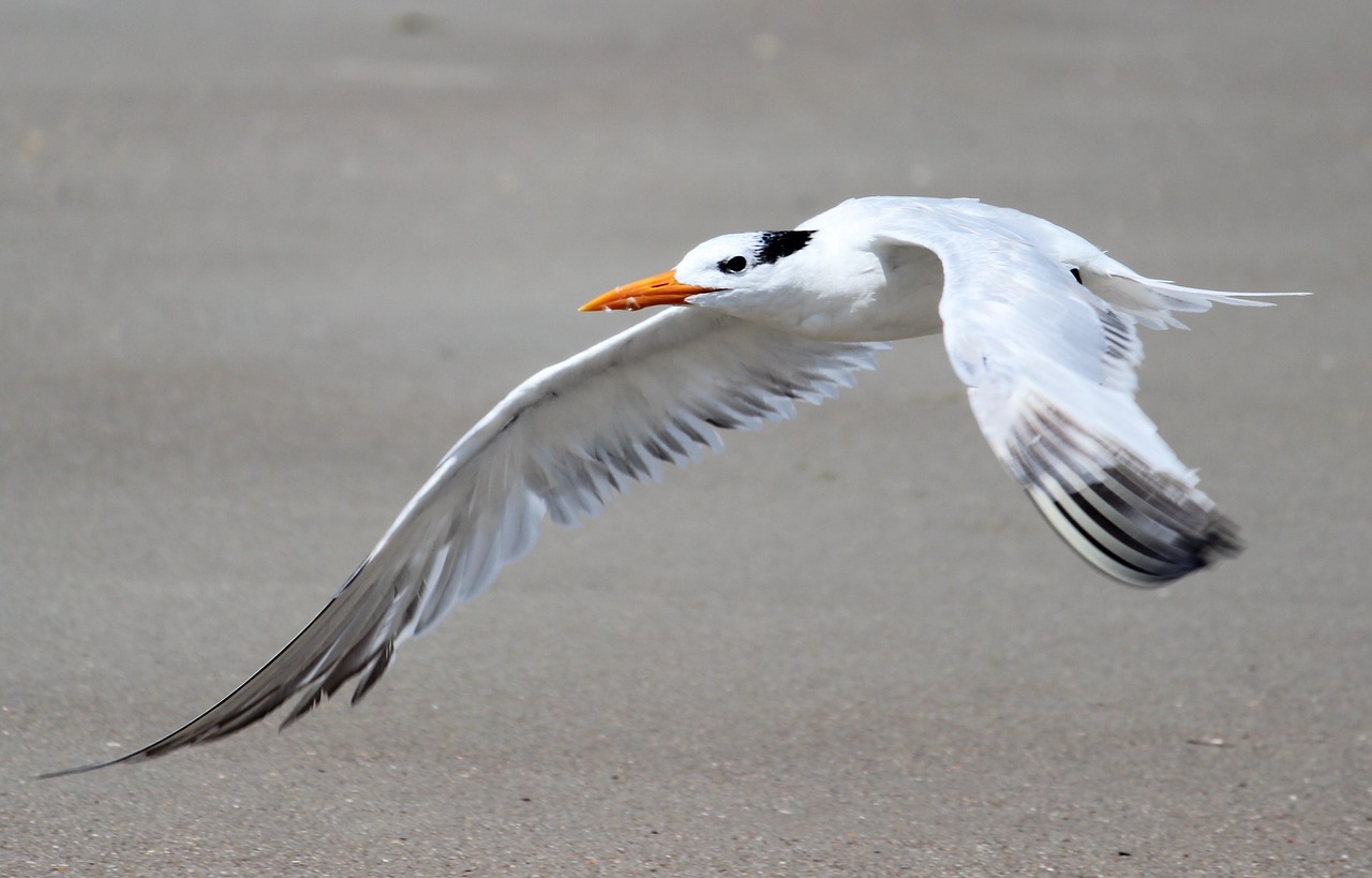 bird seagull beach free photo