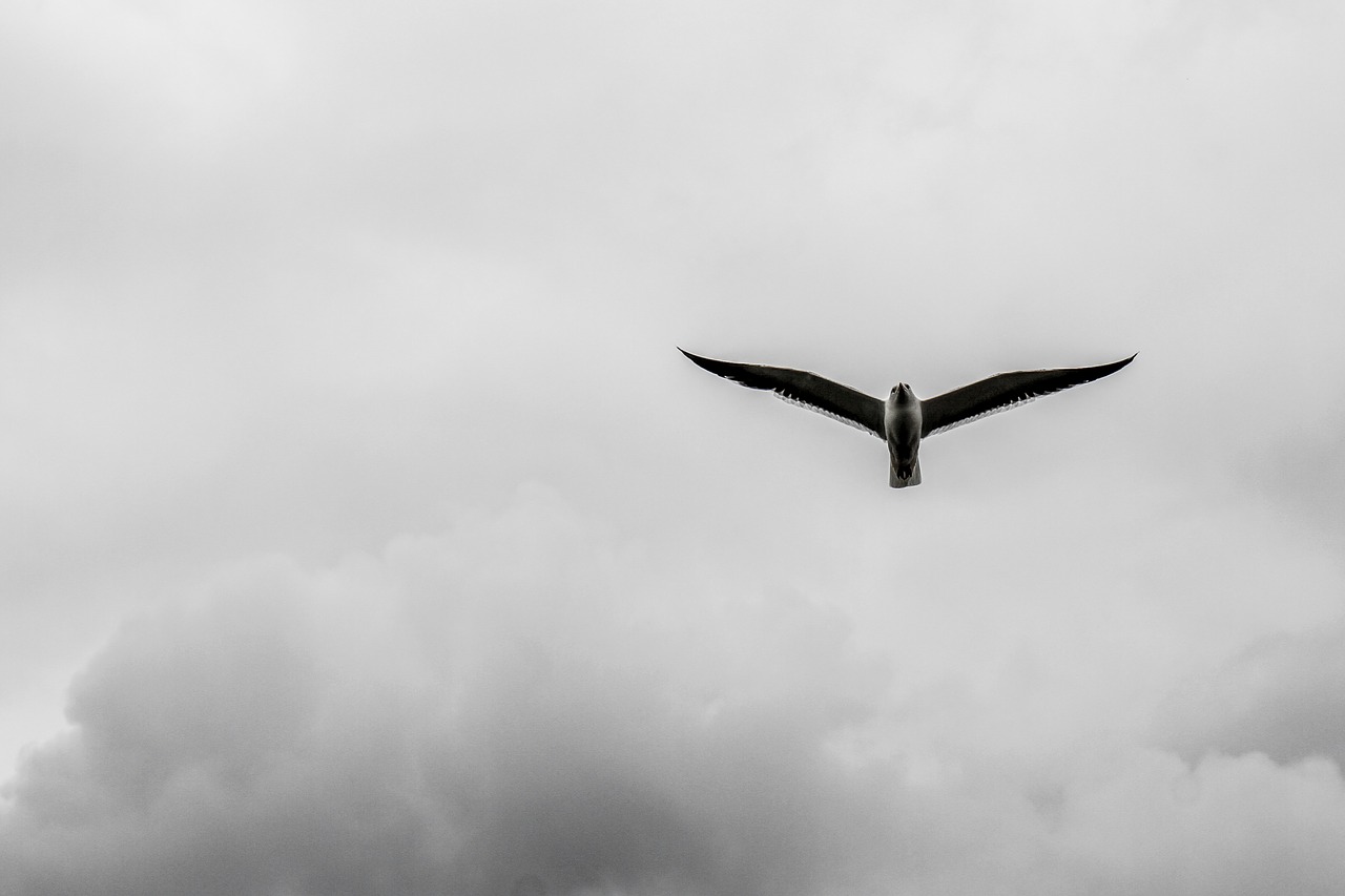 bird cloud himmel free photo