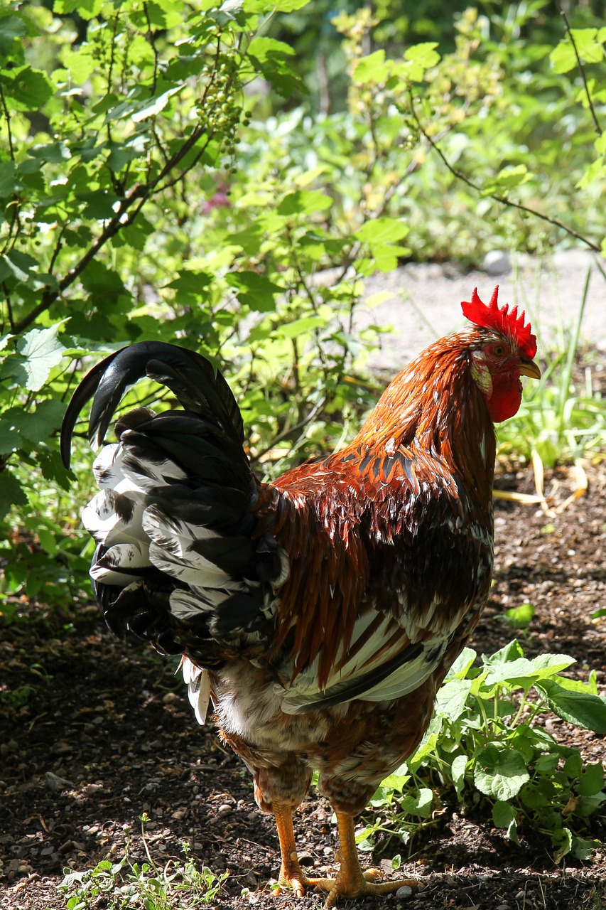 bird rooster hen free photo