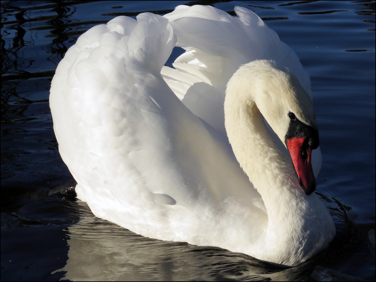 bird nature swan free photo