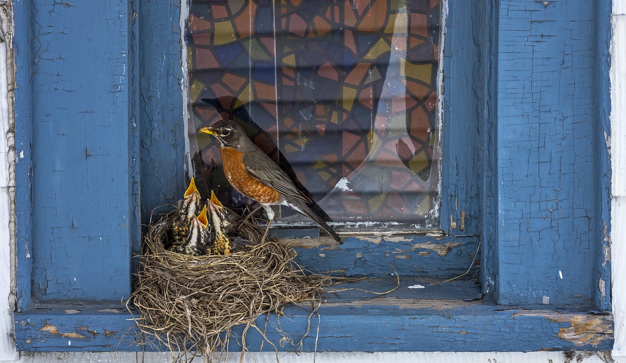 bird animal nest free photo