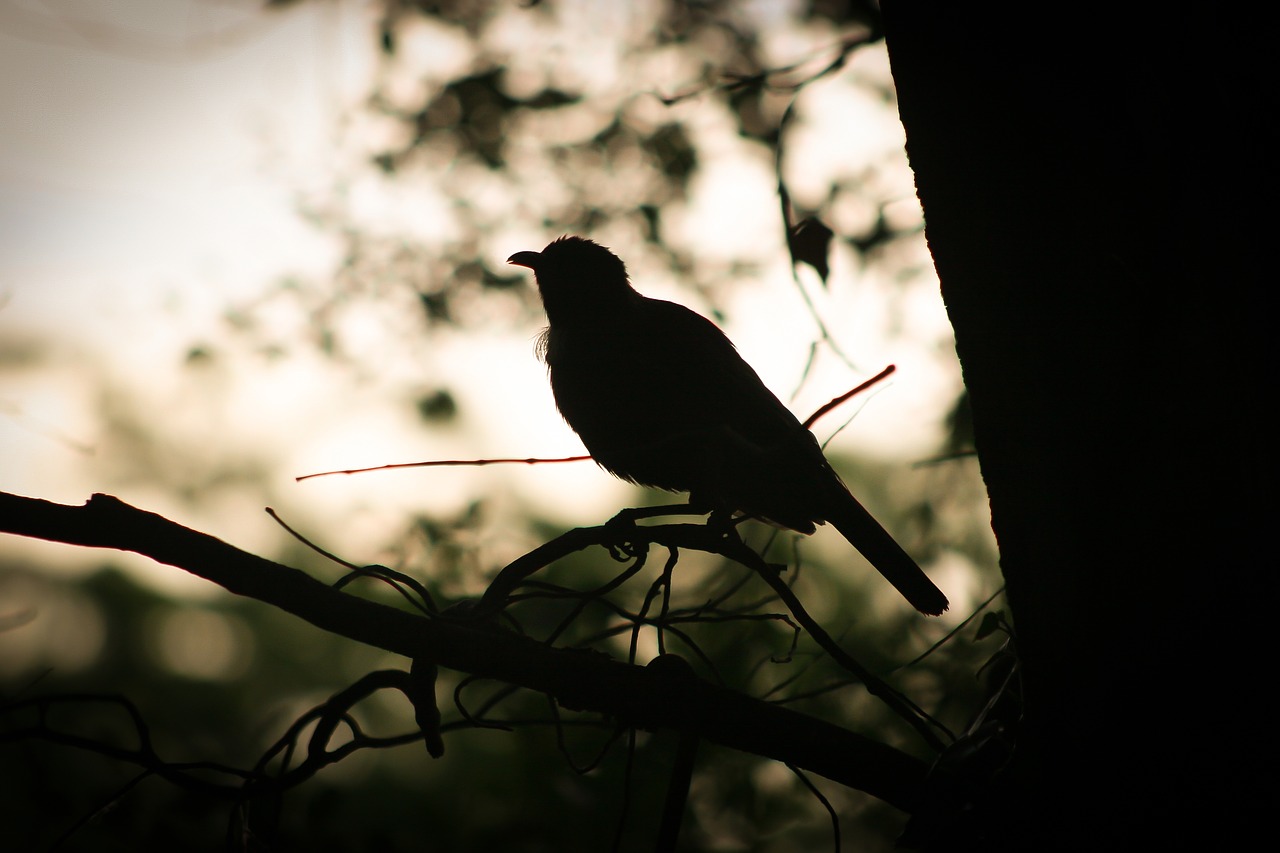 bird branch morning free photo