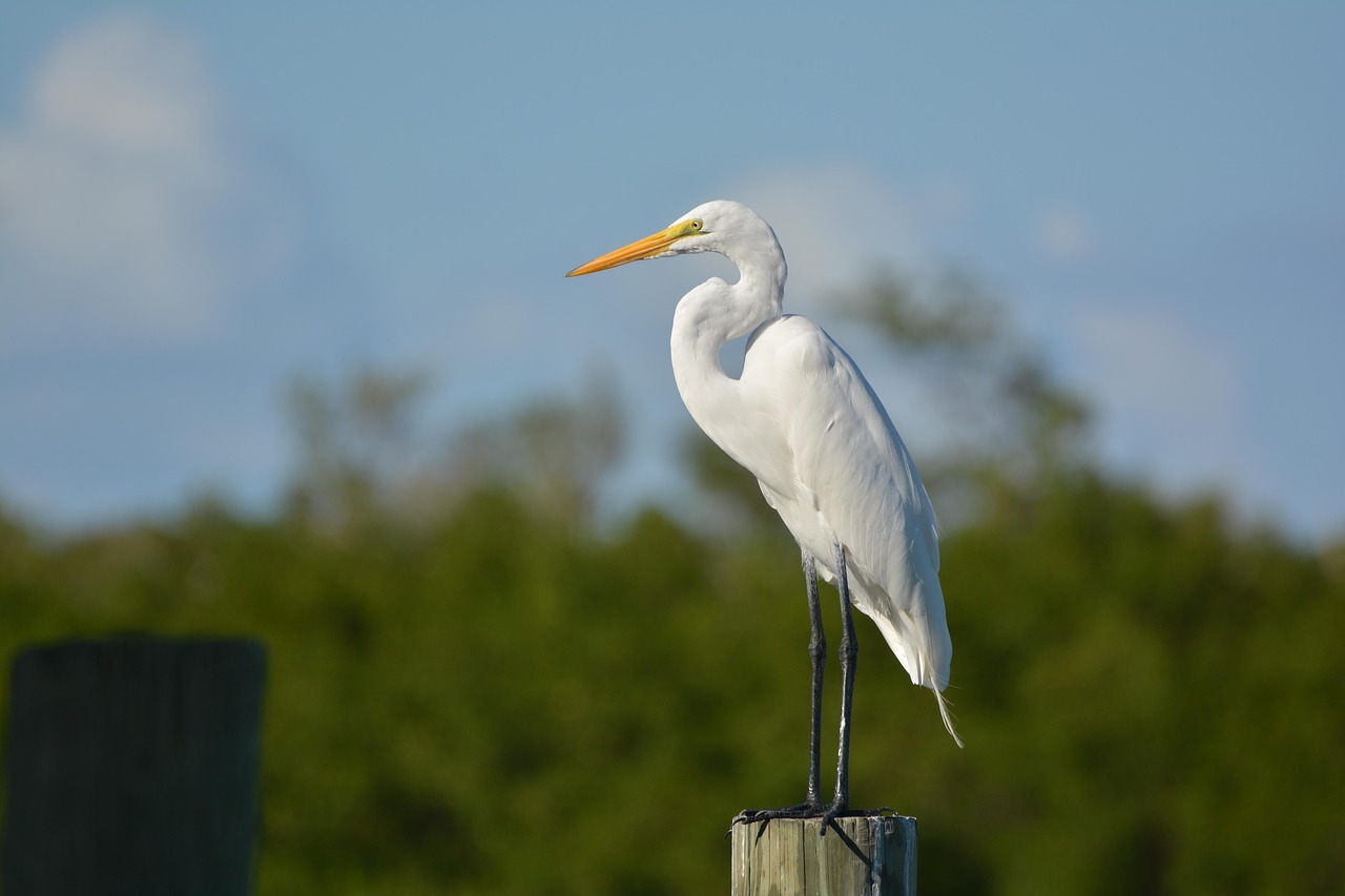 bird egret rest free photo