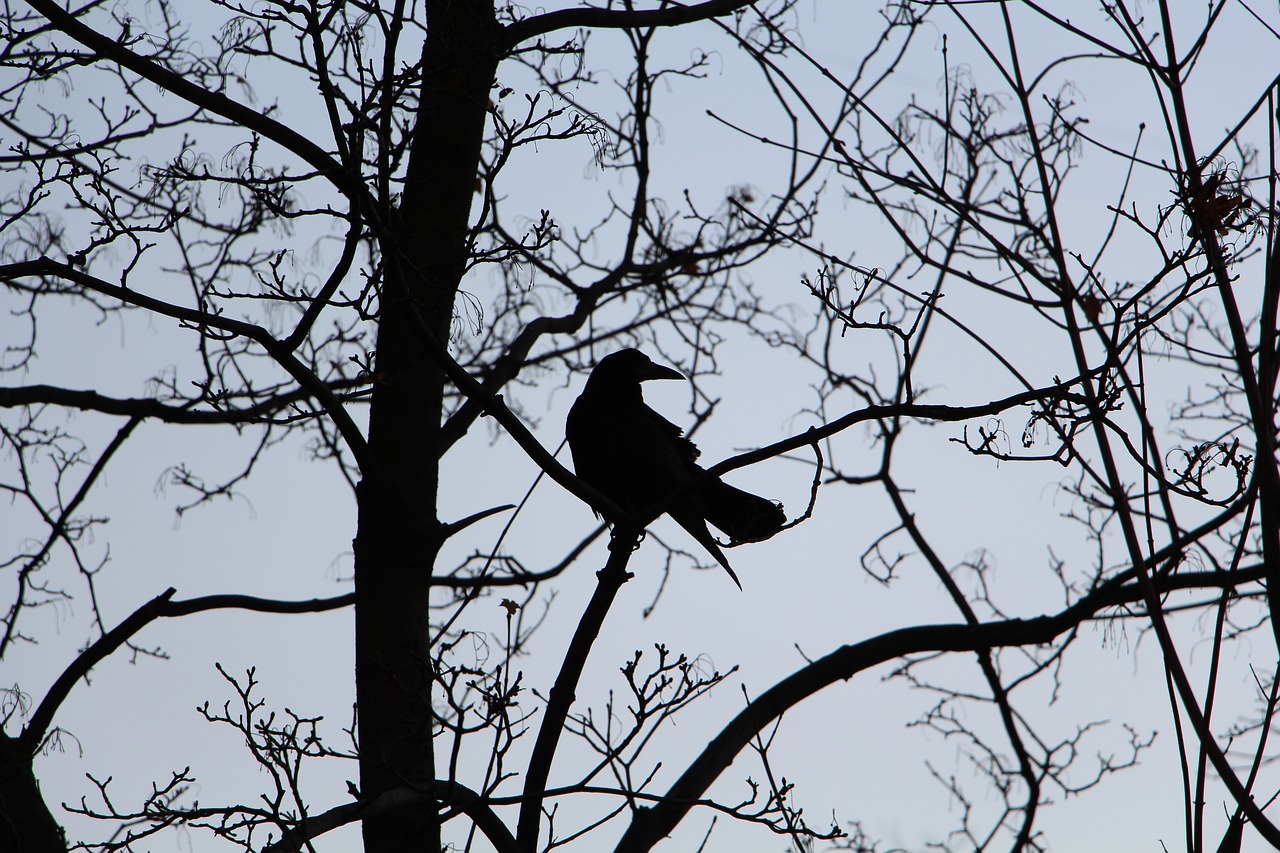 bird branches contrast free photo