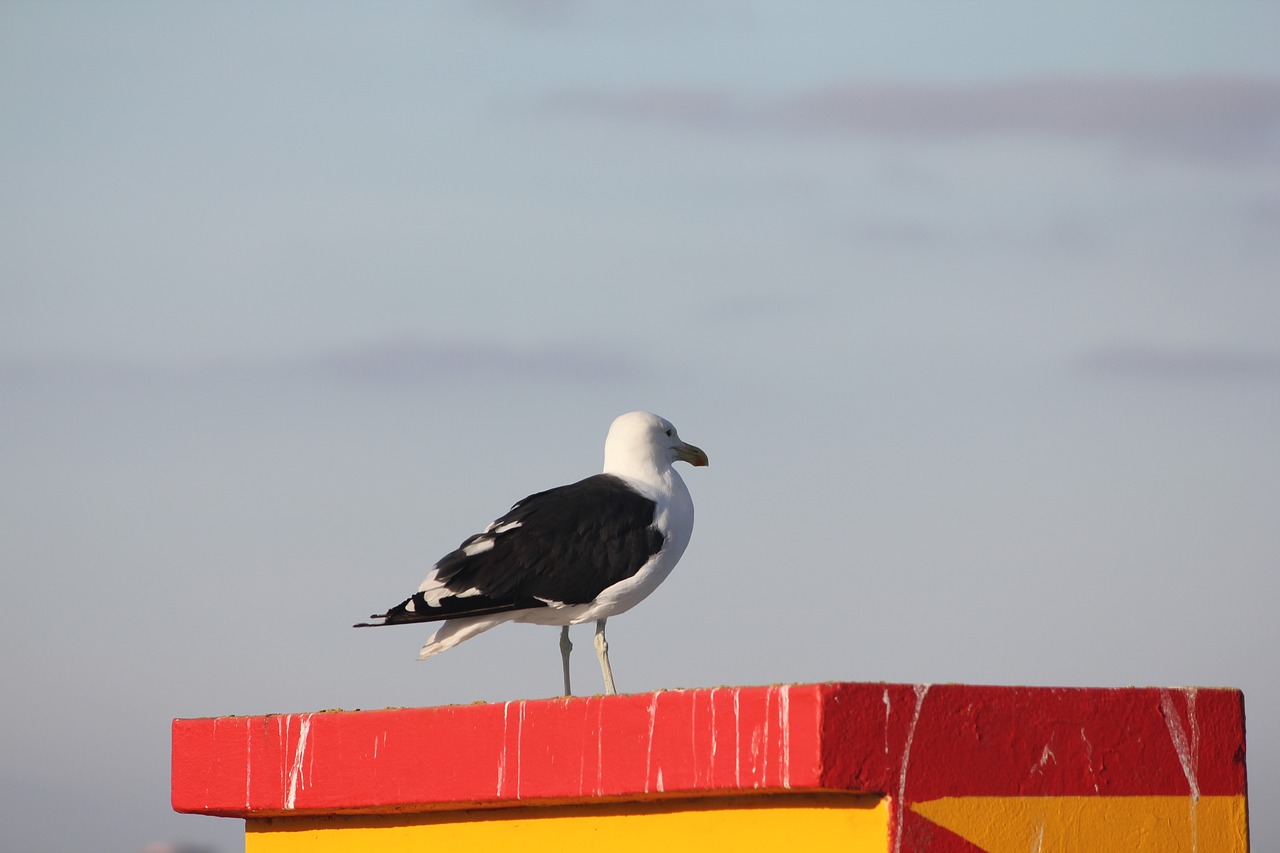 bird inspiration seagull free photo