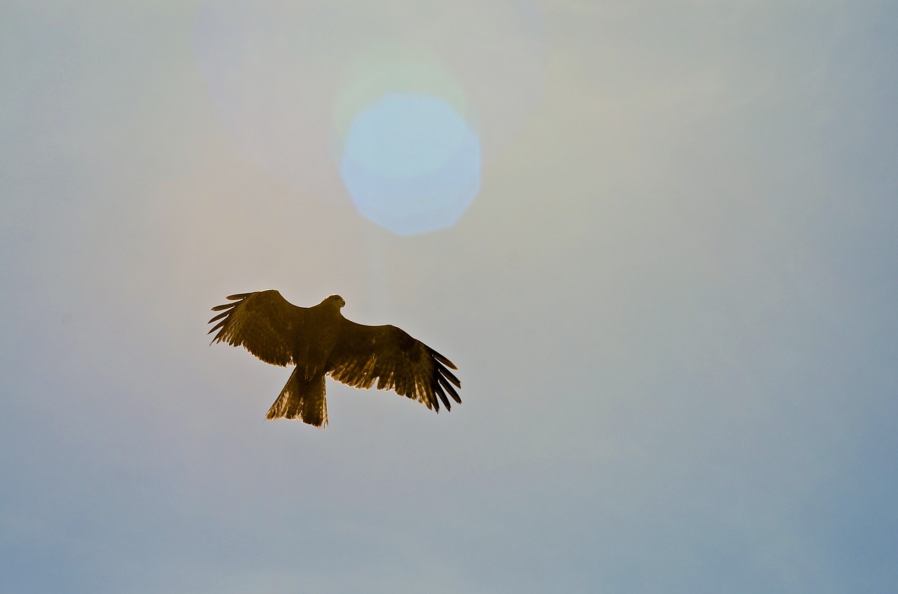 bird eagle nature free photo