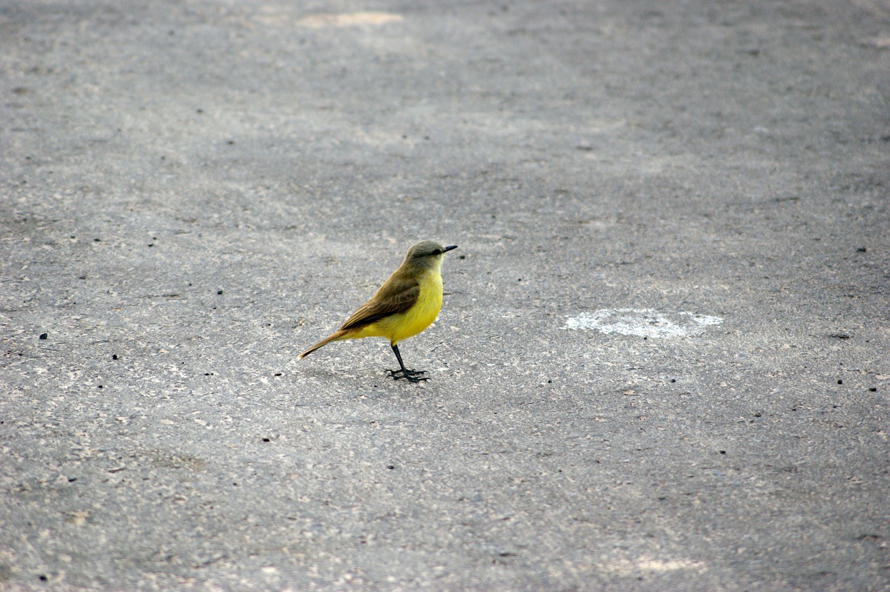 bird road asphalt free photo