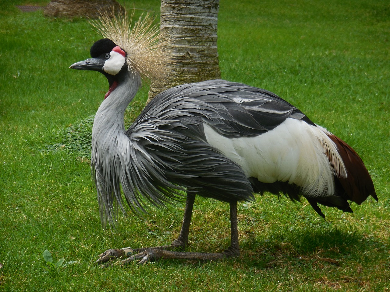 bird crane nature free photo