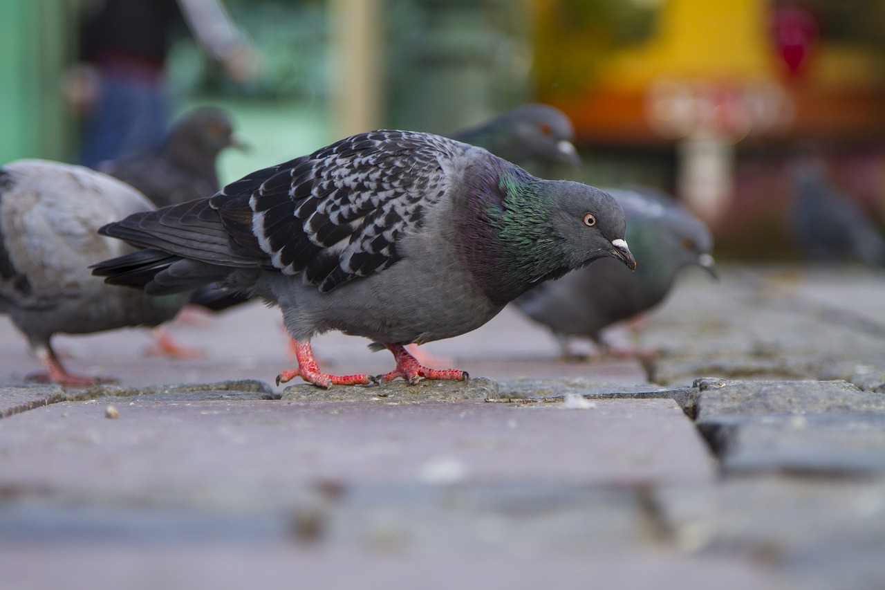 bird istanbul pigeon free photo