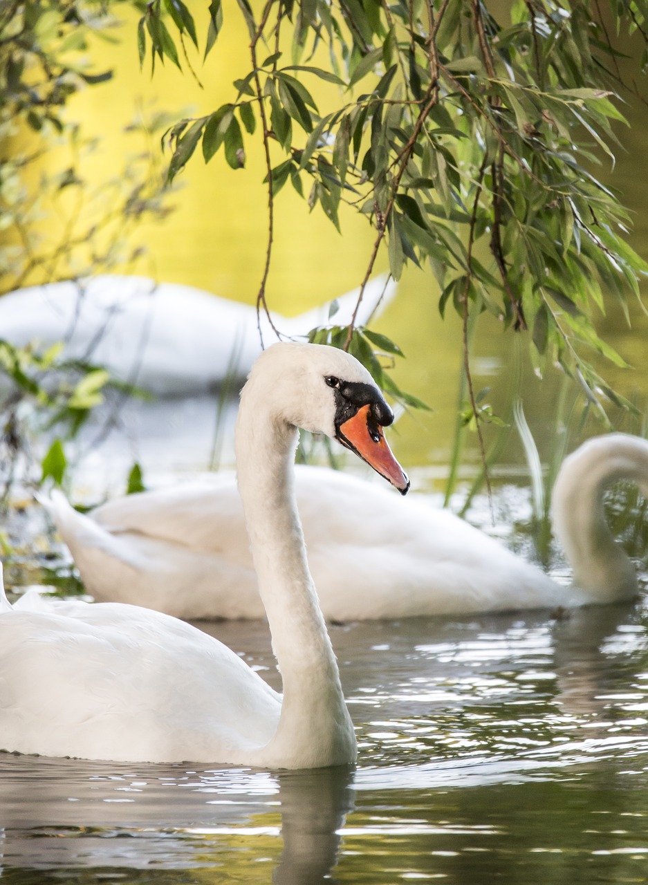 bird nature river free photo