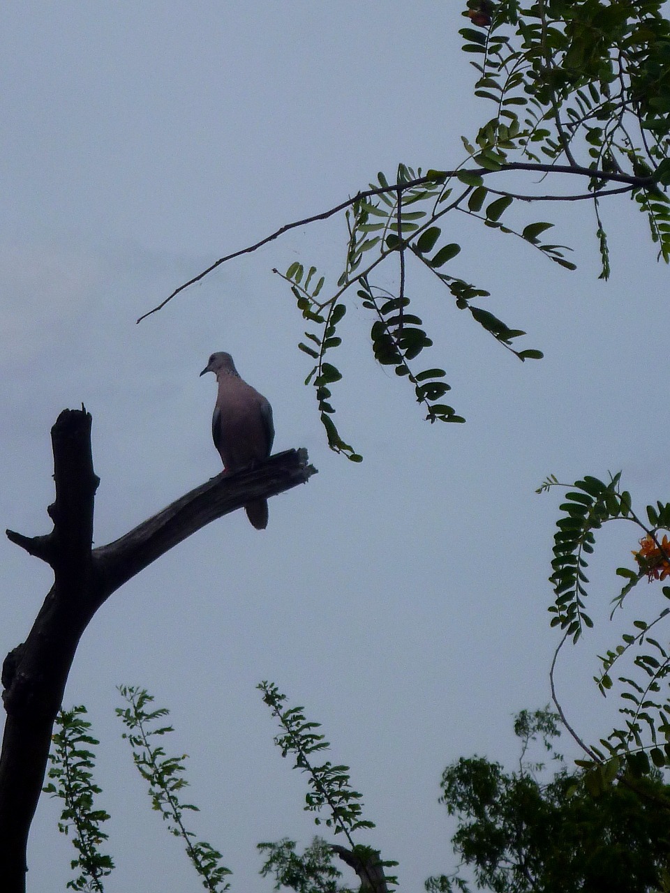 bird birds pets free photo