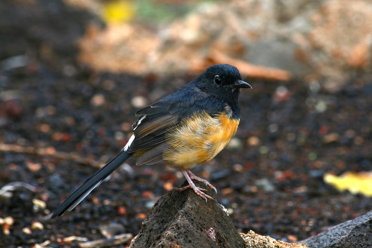 bird nature outdoors free photo