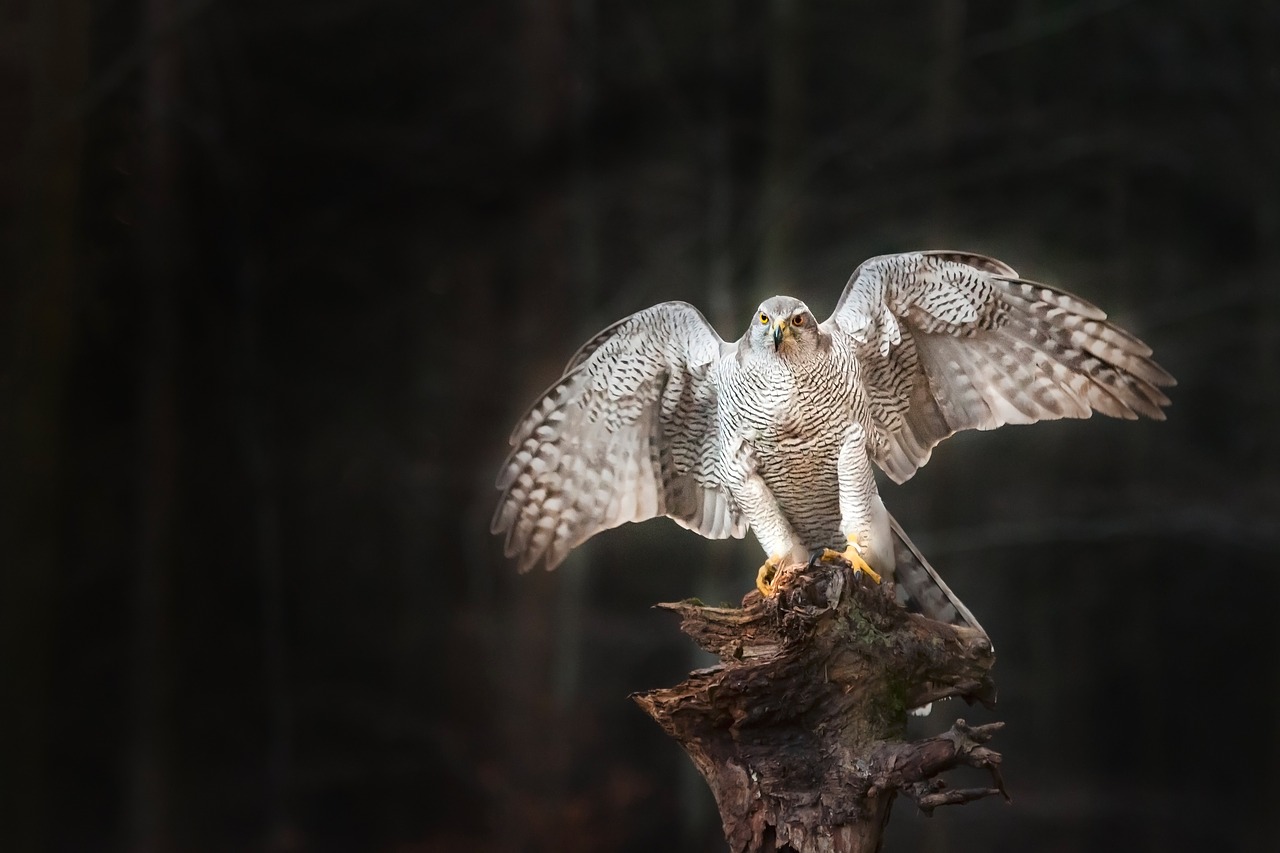 bird the hawk bird of prey free photo