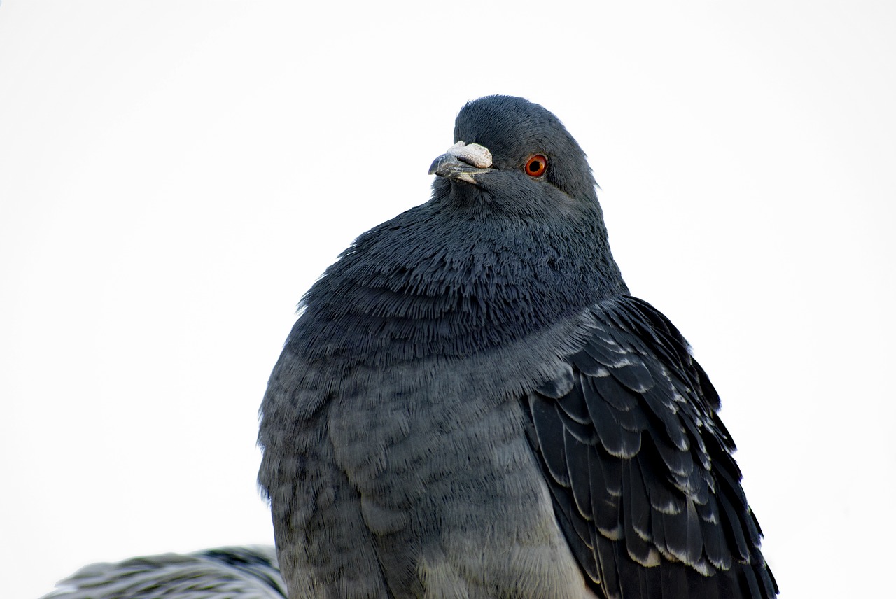 bird pigeon gray free photo