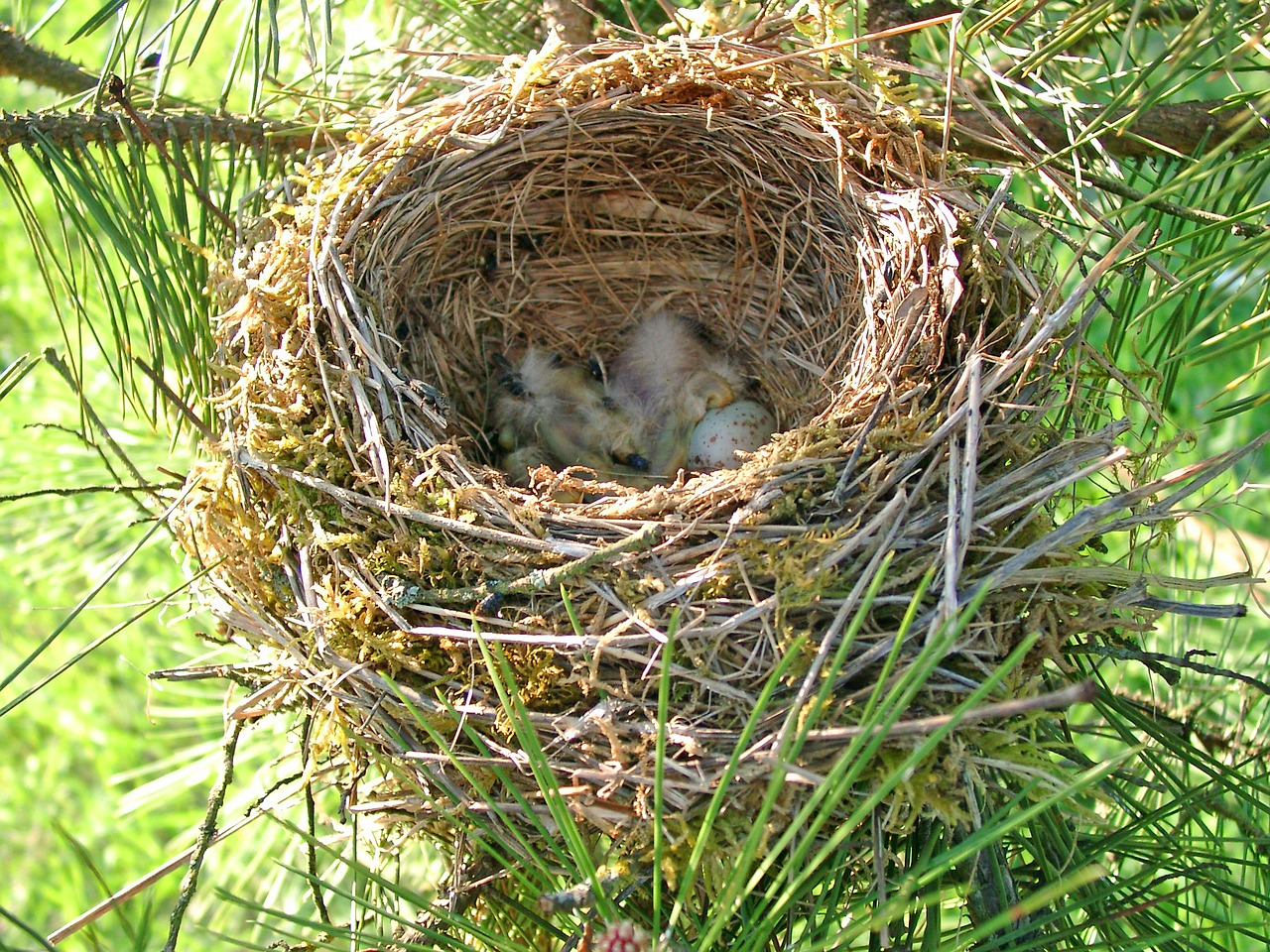 bird nest œuf free photo